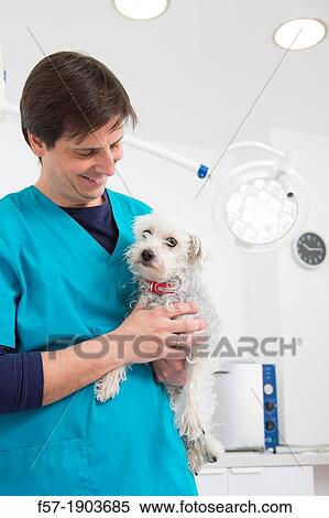 Veterinarian examines a mixed-breed Poodle/Terrier in his surgery View Large Photo Image Stock Photography - Veterinarian examines a mixed-breed Poodle/Terrier in his surgery. Fotosearch