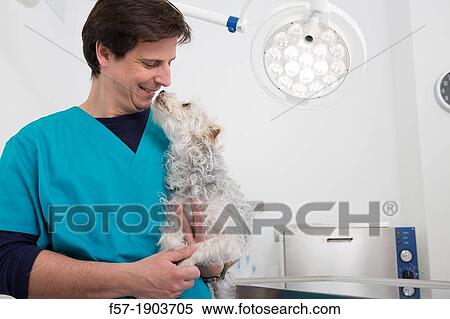 Veterinarian examines a mixed-breed Poodle/Terrier in his surgery View Large Photo Image Stock Photography - Veterinarian examines a mixed-breed Poodle/Terrier in his surgery. Fotosearch