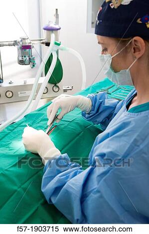 Veterinarian operating on a dog in her surgery View Large Photo Image Stock Photography - Veterinarian operating on a dog in her surgery. Fotosearch