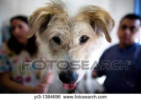 Veterinarians attend a dog at a Pet Hospital in Condesa, Mexico City, Mexico, January 31, 2011 View Large Photo Image Stock Photograph - Veterinarians attend a dog at a Pet Hospital in Condesa, Mexico City, Mexico, January 31, 2011. Fotosearch