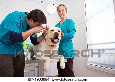 Picture - Veterinarians examine a Labrador Retiever in thier surgery. Fotosearch