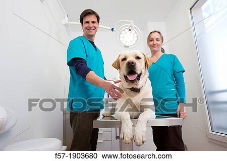 Veterinarians examine a Labrador Retiever in thier surgery View Large Photo Image Stock Image - Veterinarians examine a Labrador Retiever in thier surgery. Fotosearch