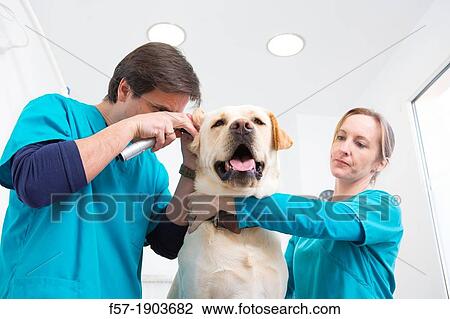 Stock Image - Veterinarians examine a Labrador Retiever in thier surgery. Fotosearch