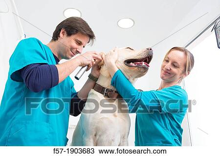 Veterinarians examine a Labrador Retiever in thier surgery View Large Photo Image Stock Image - Veterinarians examine a Labrador Retiever in thier surgery. Fotosearch
