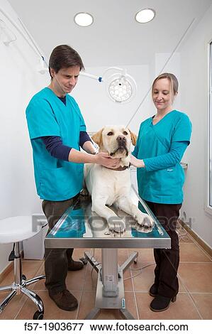 Stock Photo - Veterinarians examine a Labrador Retiever in thier surgery. Fotosearch