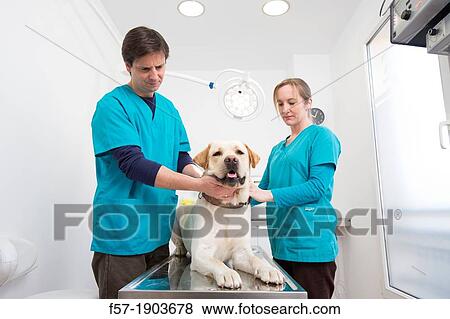 Veterinarians examine a Labrador Retiever in thier surgery View Large Photo Image Stock Photo - Veterinarians examine a Labrador Retiever in thier surgery. Fotosearch