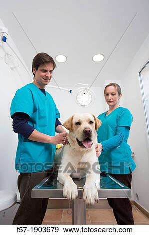 Veterinarians examine a Labrador Retiever in thier surgery View Large Photo Image Stock Photo - Veterinarians examine a Labrador Retiever in thier surgery. Fotosearch
