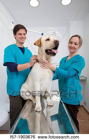 Veterinarians examine a Labrador Retiever in thier surgery View Large Photo Image Stock Photograph - Veterinarians examine a Labrador Retiever in thier surgery. Fotosearch