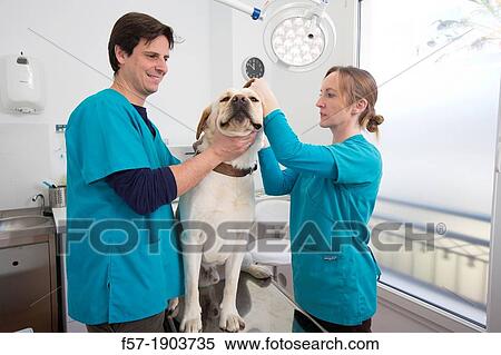 Veterinarians examine a Labrador Retiever in thier surgery View Large Photo Image Stock Photography - Veterinarians examine a Labrador Retiever in thier surgery. Fotosearch