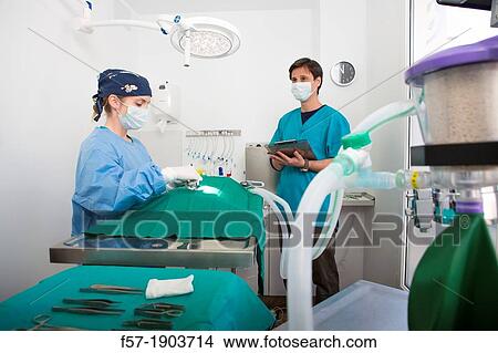 Veterinarians operating on a dog in their surgery View Large Photo Image Picture - Veterinarians operating on a dog in their surgery. Fotosearch