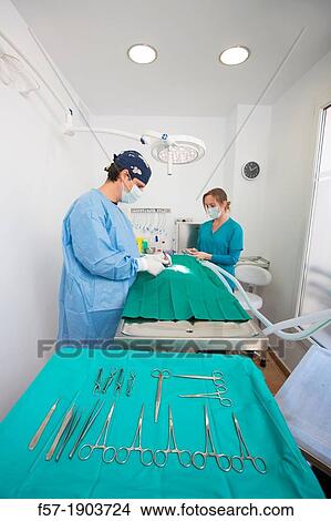 Veterinarians operating on a dog in their surgery View Large Photo Image Picture - Veterinarians operating on a dog in their surgery. Fotosearch