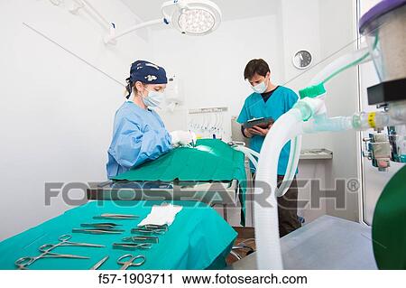 Veterinarians operating on a dog in their surgery View Large Photo Image Stock Image - Veterinarians operating on a dog in their surgery. Fotosearch