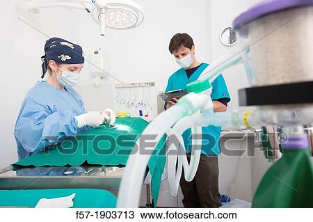 Veterinarians operating on a dog in their surgery View Large Photo Image Stock Image - Veterinarians operating on a dog in their surgery. Fotosearch