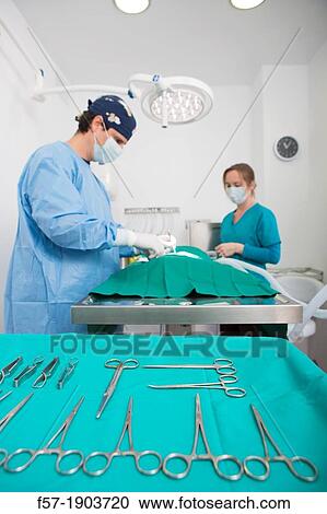 Veterinarians operating on a dog in their surgery View Large Photo Image Stock Image - Veterinarians operating on a dog in their surgery. Fotosearch