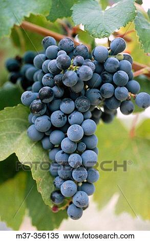 Vias del Vero grapes, Alqu? zar. Huesca province, Spain View Large Photo Image Stock Photography - Vias del Vero grapes, Alqu? zar. Huesca province, Spain. Fotosearch