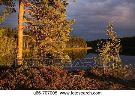 Stock Photography - Vibjorken,? stergotland, Sweden. Fotosearch