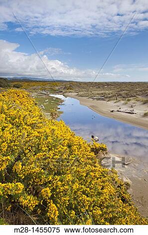 Vibrant yellow blossoms of Gorse near Bandon Oregon View Large Photo Image Stock Photography - Vibrant yellow blossoms of Gorse near Bandon Oregon. Fotosearch