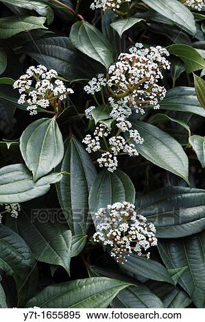 Viburnum davidii View Large Photo Image Stock Photography - Viburnum davidii. Fotosearch