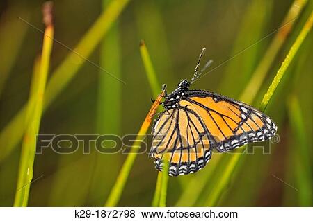 Viceroy Limenitis archippus Mullerian mimic Dewy specimen resting in marsh grasses, Greater Sudbury, Ontario, Canada View Large Photo Image Stock Photo - Viceroy Limenitis archippus Mullerian mimic Dewy specimen resting in marsh grasses, Greater Sudbury, Ontario, Canada. Fotosearch