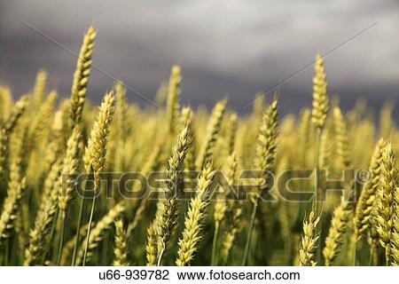 Stock Image - Vickleby,? land, Sweden. Fotosearch