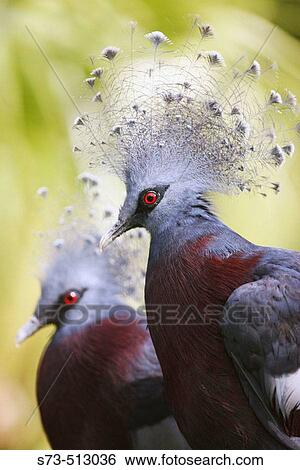 Victoria Crowned Pigeon (Goura victoria) View Large Photo Image Stock Photograph - Victoria Crowned Pigeon (Goura victoria). Fotosearch
