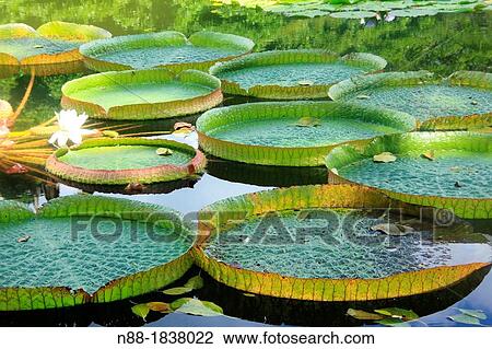 Stock Image - Victoria cruziana, Caracas Botanical Garden, Venezuela. Fotosearch