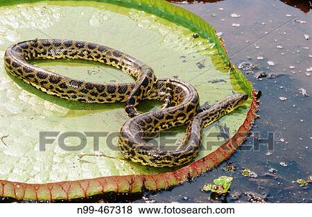 Victoria water lily (Victoria regia) and anaconda (Eunectes murinus). Water pond near Porto Joffre. Mato Grosso. Brazil. View Large Photo Image Stock Photo - Victoria water lily (Victoria regia) and anaconda (Eunectes murinus). Water pond near Porto Joffre. Mato Grosso. Brazil.. Fotosearch