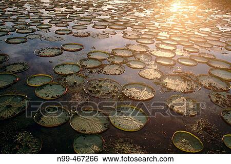 Victoria water lily (Victoria regia). Leaves in a water pond. Pantanal near Port Joffre. Mato Grosso do Sul. Brazil. View Large Photo Image Stock Photograph - Victoria water lily (Victoria regia). Leaves in a water pond. Pantanal near Port Joffre. Mato Grosso do Sul. Brazil.. Fotosearch