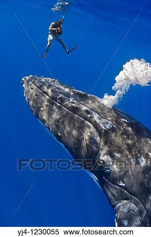 videographer and humpback whale, Megaptera novaeangliae, blowing bubbles, Pacific Ocean View Large Photo Image Stock Photography - videographer and humpback whale, Megaptera novaeangliae, blowing bubbles, Pacific Ocean. Fotosearch