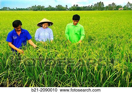 Vietnam. Ang Giang province. Mekong Delta. View Large Photo Image Stock Image - Vietnam. Ang Giang province. Mekong Delta.. Fotosearch
