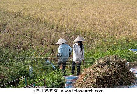 Stock Photo - Vietnam, Chi Linh District, Van, Women harvesting rice. Fotosearch