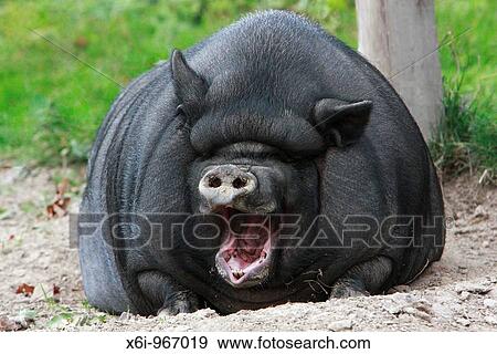 Vietnamese Pot-bellied Pig yawning View Large Photo Image Stock Photo - Vietnamese Pot-bellied Pig yawning. Fotosearch