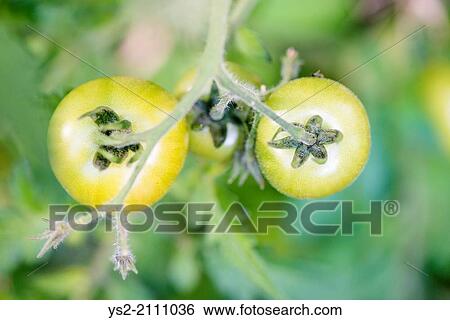 View from above of organic green tomatoes growing in garden. View Large Photo Image Stock Photograph - View from above of organic green tomatoes growing in garden.. Fotosearch