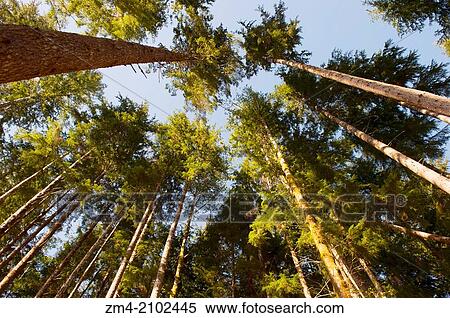 View into treetops in a forest near Forks on the Olympic Peninsula in Washington State, USA. View Large Photo Image Stock Photography - View into treetops in a forest near Forks on the Olympic Peninsula in Washington State, USA.. Fotosearch