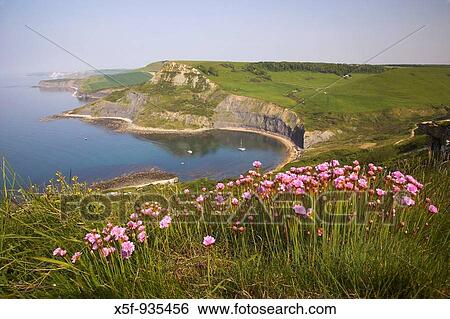 Stock Photograph - View of Chapmans Pool and Egmont Point with Kimmeridge in the distance and Thrift in the forground Dorset. Fotosearch