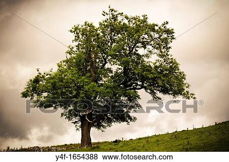 Stock Photo - View of isolated tree, Wensleydale, Yorkshire Dales region, England. Fotosearch