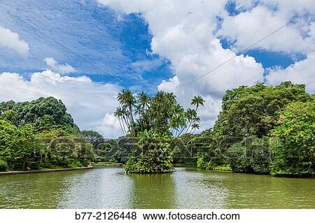view of Swan Lake at Singapore Botanic Gardens. View Large Photo Image Stock Photo - view of Swan Lake at Singapore Botanic Gardens.. Fotosearch