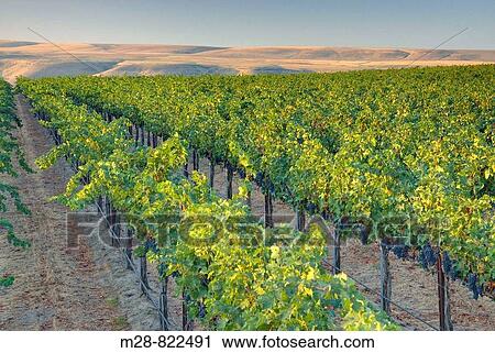 View of vineyards on Goose Ridge a premium wine growing area of the famed Columbia Valley Washington USA View Large Photo Image Stock Image - View of vineyards on Goose Ridge a premium wine growing area of the famed Columbia Valley Washington USA. Fotosearch