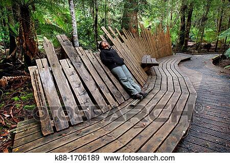 Stock Photo - Viewing platform for giant Swamp Gum (Eucalyptus regnans), one of the tallest tree species in the world. Styx Valley of the Giants, Tasmania, Australia.. Fotosearch
