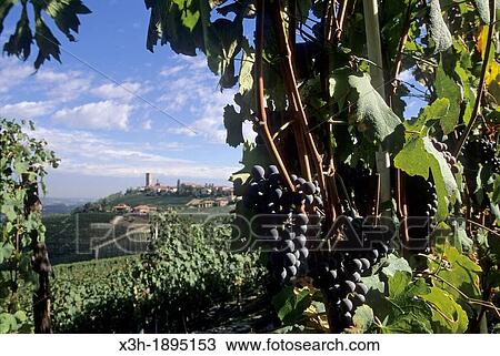 village and vineyards of Barbaresco, province of Cuneo, Piedmont region, Italy, Europe View Large Photo Image Stock Image - village and vineyards of Barbaresco, province of Cuneo, Piedmont region, Italy, Europe. Fotosearch