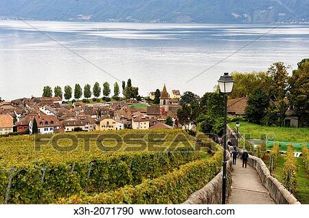 village of Cully surrounded by the Vineyard terraces of Lavaux on the bank of Leman Lake, around Lausanne, Canton of Vaud, Switzerland, Europe. View Large Photo Image Stock Image - village of Cully surrounded by the Vineyard terraces of Lavaux on the bank of Leman Lake, around Lausanne, Canton of Vaud, Switzerland, Europe.. Fotosearch
