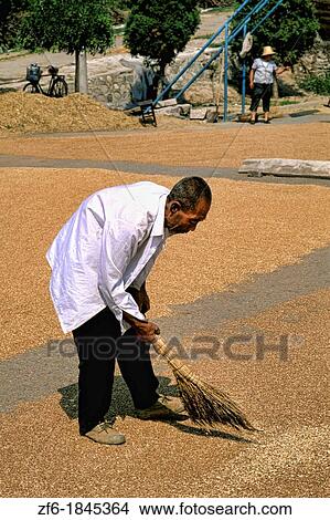 Villager drying out winter wheat at Deling Village in China. View Large Photo Image Picture - Villager drying out winter wheat at Deling Village in China.. Fotosearch