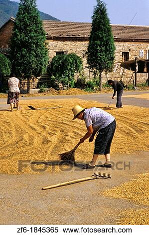 Stock Photography - Villagers drying out winter wheat at Deling Village in China.. Fotosearch