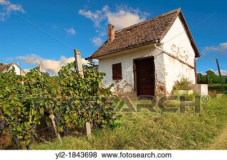 Villany vineyards Villany Hungary View Large Photo Image Stock Photo - Villany vineyards Villany Hungary. Fotosearch