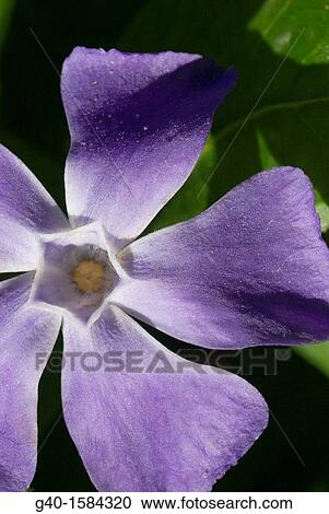 Stock Image - Vinca Minor. Fotosearch