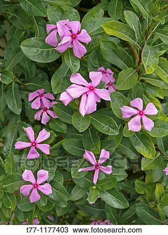 Stock Image - Vinca Rosea, Periwinkles, Madagascar Periwinkles. Fotosearch