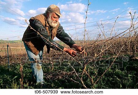 Vine-grower taking care of vineyard in early spring, Champagne district, France View Large Photo Image Stock Photo - Vine-grower taking care of vineyard in early spring, Champagne district, France. Fotosearch