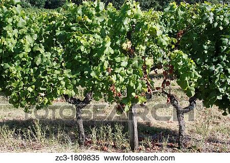 Vine in Rions, Gironde, Aquitaine, France. View Large Photo Image Stock Photography - Vine in Rions, Gironde, Aquitaine, France.. Fotosearch
