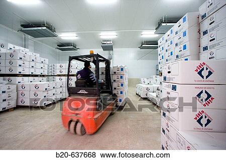 Vine plants in cold storage room, Vitis Navarra tree nursery, Larraga, Navarra, Spain View Large Photo Image Stock Photo - Vine plants in cold storage room, Vitis Navarra tree nursery, Larraga, Navarra, Spain. Fotosearch