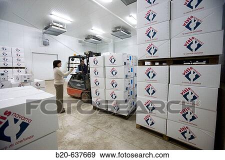 Stock Photo - Vine plants in cold storage room, Vitis Navarra tree nursery, Larraga, Navarra, Spain. Fotosearch